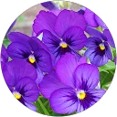marian hobson image