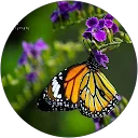 Sharin Sajith image