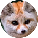 X Fox image
