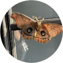 Aryesh image