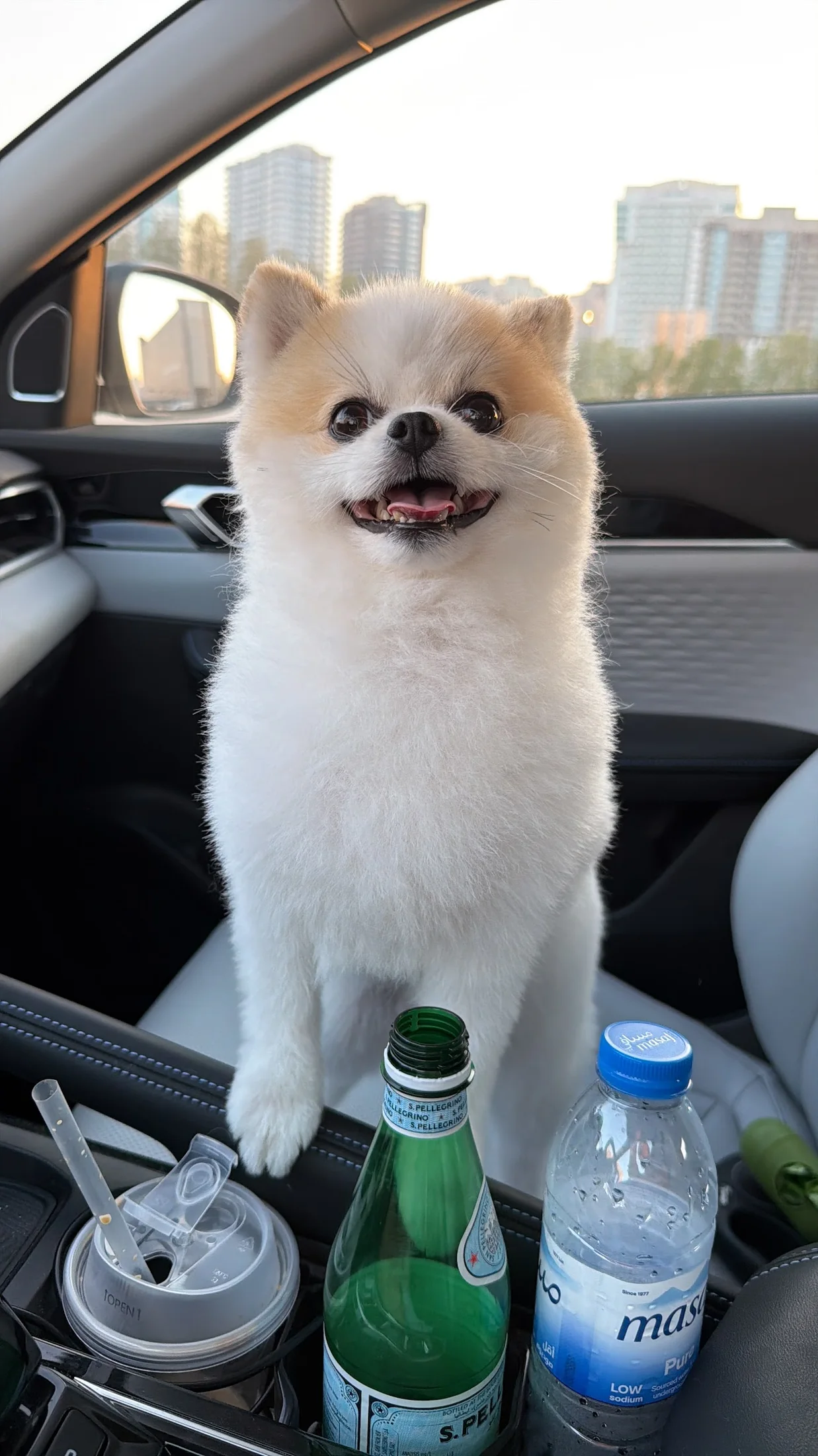 Pet Boarding / Day-care image