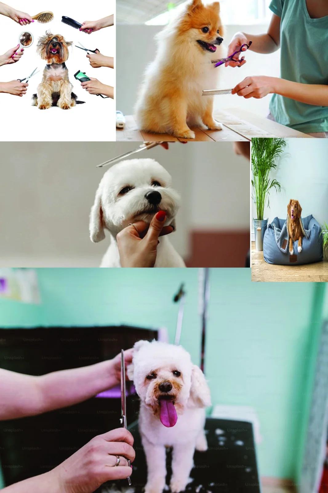 In-home Grooming image