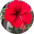 Dian Utami image