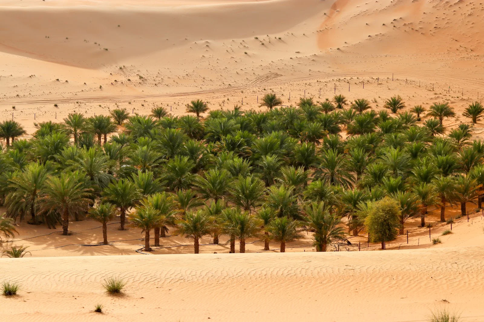 Camel Rides & Photo Stops image