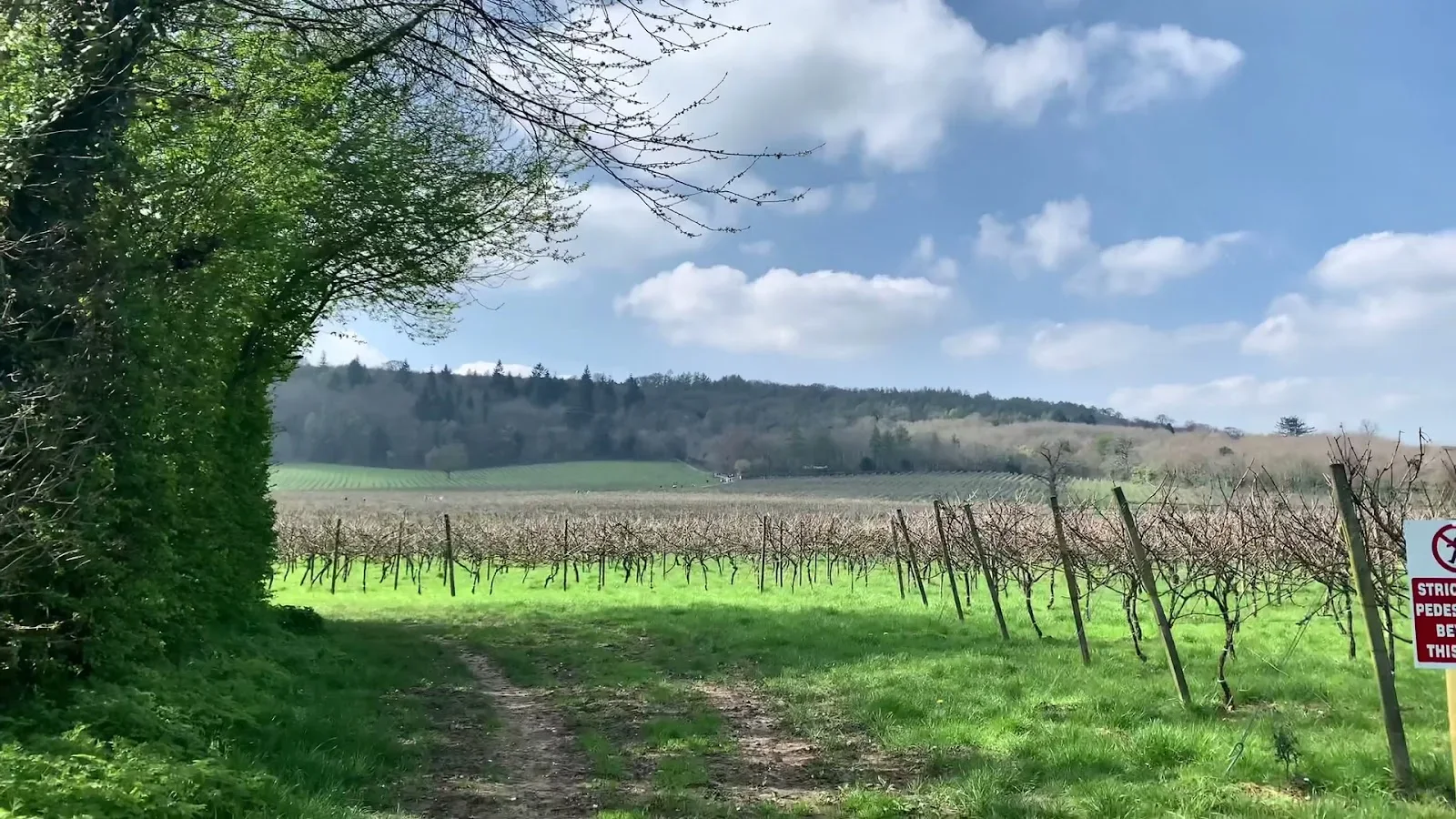 Denbies Estate Pinot Noir image