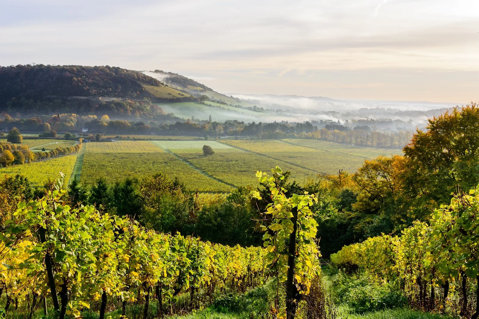 Classic Wine Tasting image