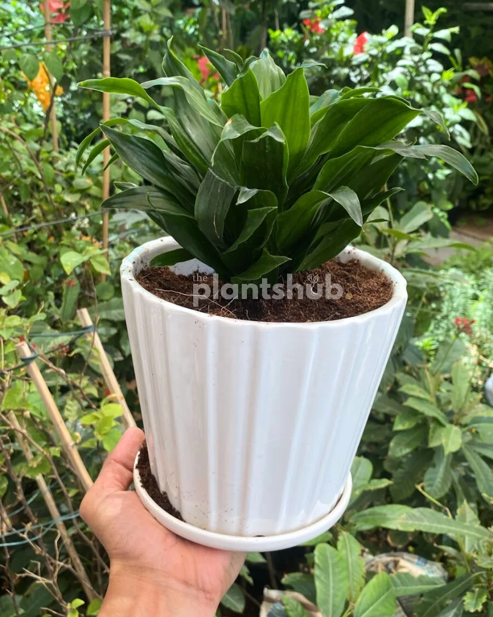 Outdoor & landscape plants image