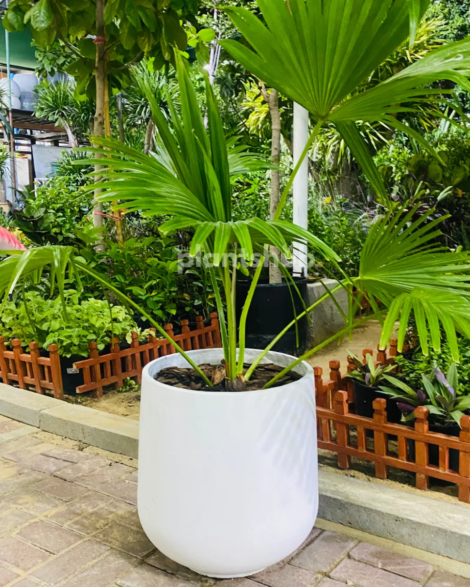 Indoor houseplants image